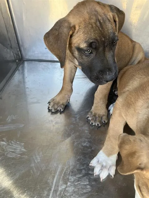 A young medium-sized male Mixed Breed dog named Jack for adoption in Dallas, TX