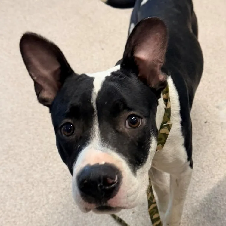 An adult medium-sized male Black Pit Bull Terrier dog named Dean for adoption in Horn Lake, MS