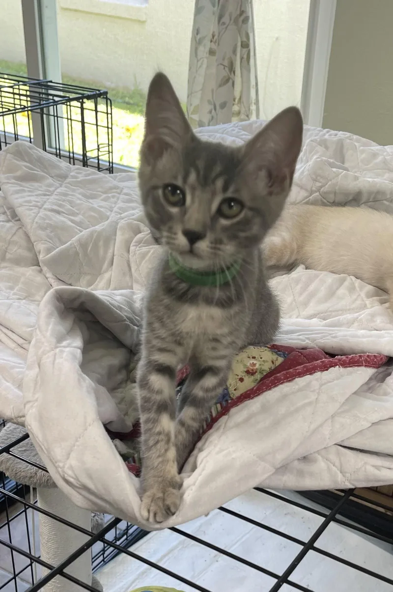 A baby medium-sized female Gray / Blue / Silver Domestic Short Hair cat named Alli for adoption in Oviedo, FL