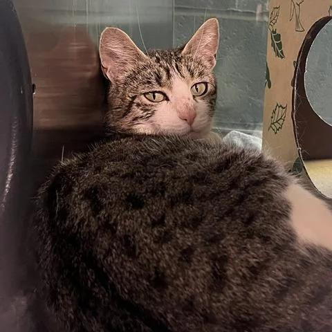 An adult medium-sized female Brown / Chocolate Domestic Short Hair cat named Ireland for adoption in Baltimore, MD