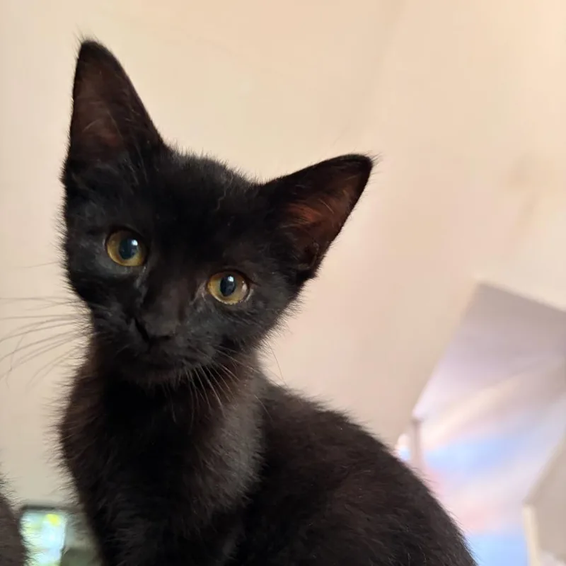 A baby small-sized female Black Domestic Short Hair cat named Rouge for adoption in Huntington, WV