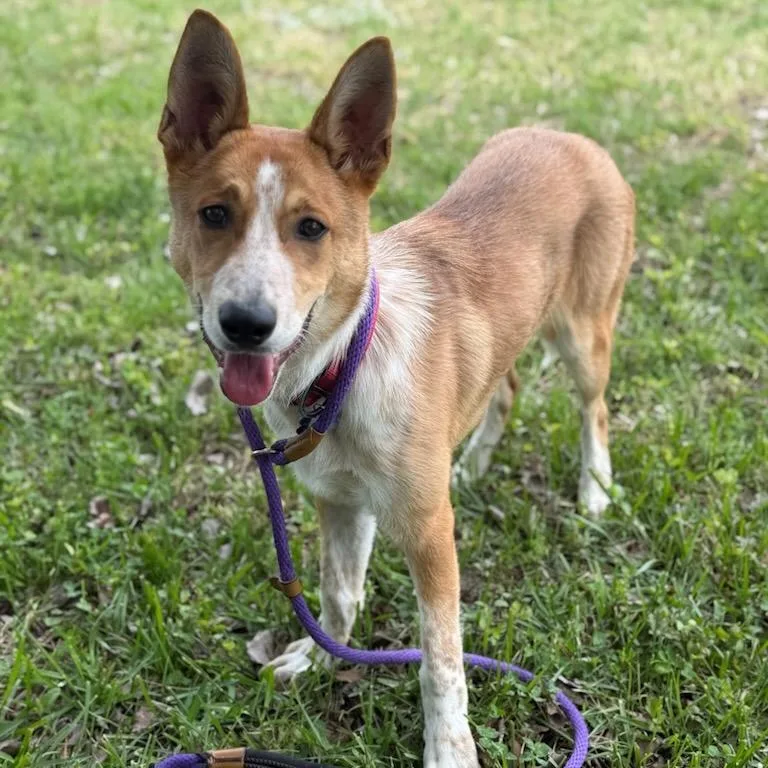 A young medium-sized male Red / Chestnut / Orange Cattle Dog dog named Easton for adoption in Chesapeake, VA
