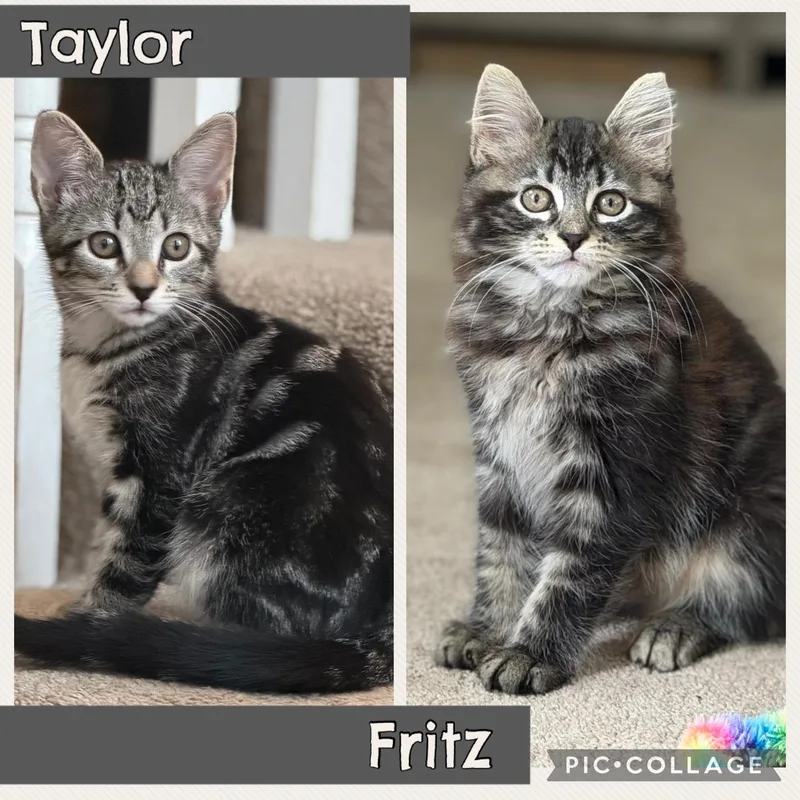 A baby medium-sized male Maine Coon cat named Taylor & Fritz for adoption in Allentown, NJ