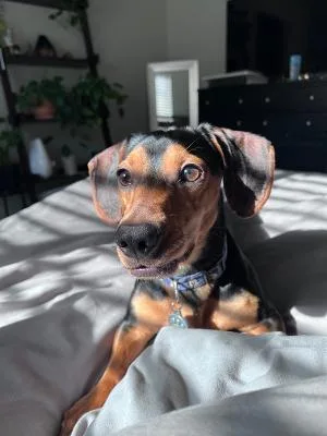 Ollie