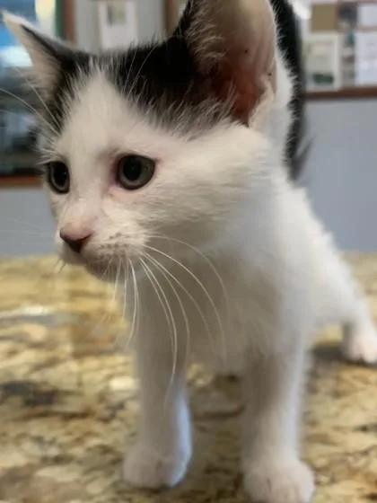 A baby small-sized female Domestic Short Hair cat named Stormi for adoption in Pequot Lakes, MN