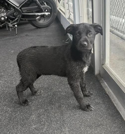 A baby medium-sized female German Shepherd Dog dog named Kona for adoption in Gig Harbor, WA