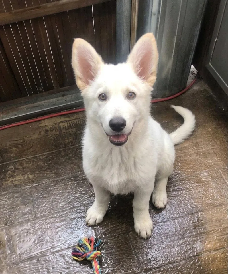 A young medium-sized male Corgi dog named Jag for adoption in Escondido, CA