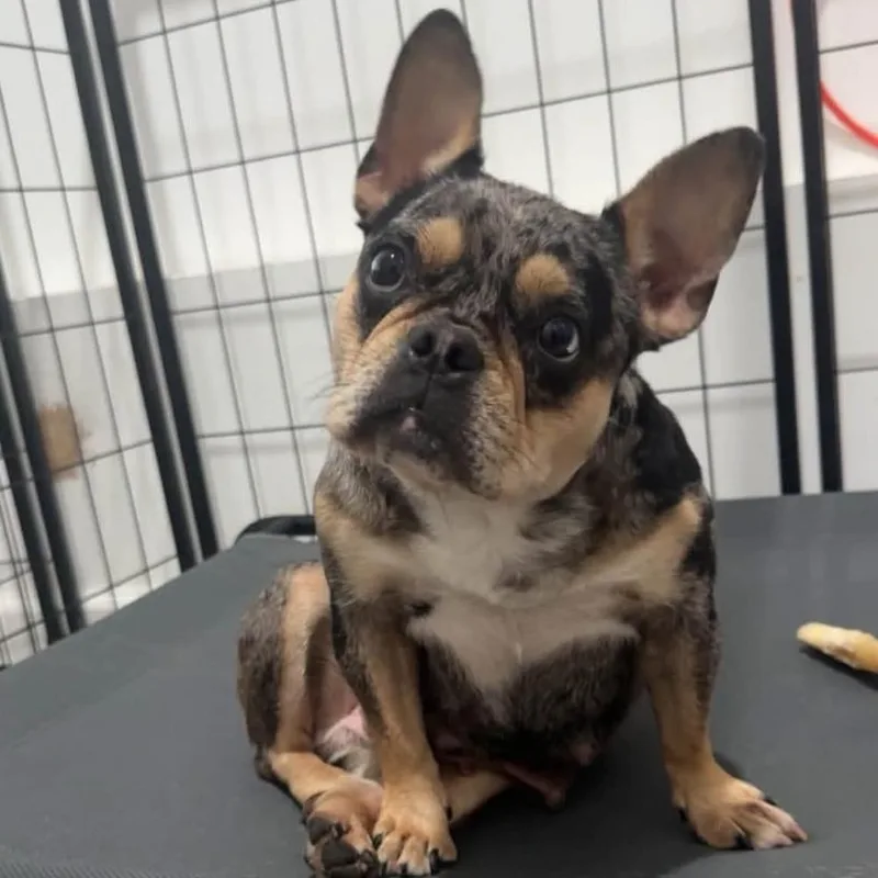 A young small-sized female French Bulldog dog named Bunny for adoption in Philadelphia, PA