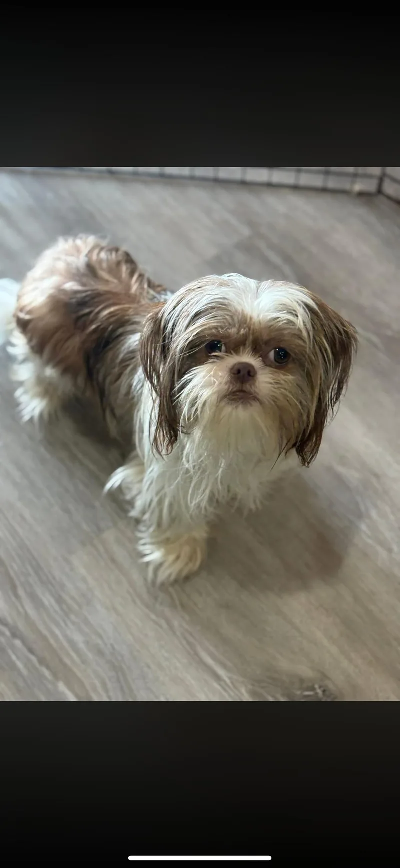 A young small-sized male Shih Tzu dog named Patch for adoption in Peebles, OH
