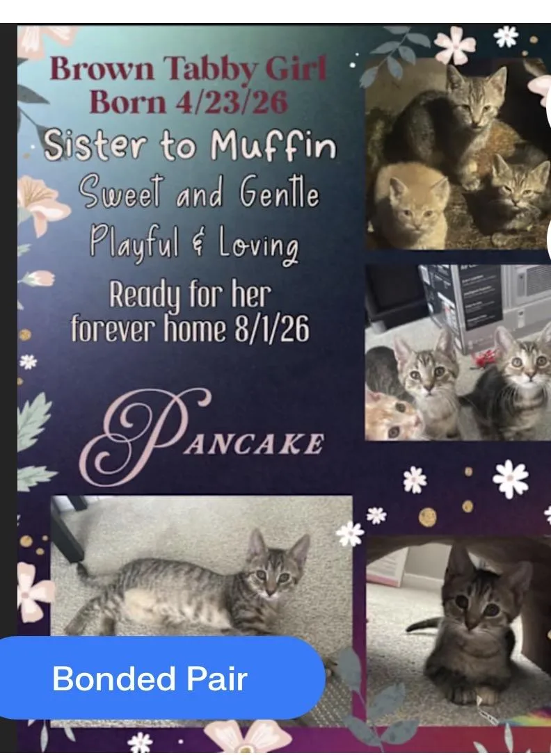 A baby medium-sized female Domestic Short Hair cat named Pancake for adoption in York, PA