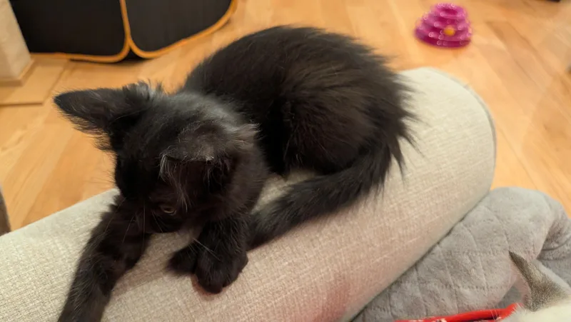 A baby medium-sized female Domestic Long Hair cat named Sasha aka Big Bear for adoption in Wilmington, NC