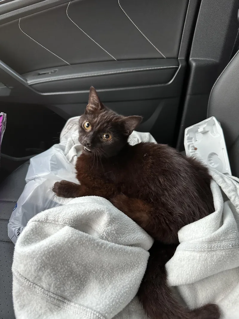 A young medium-sized male Domestic Short Hair cat named Merlin for adoption in Davidson, NC