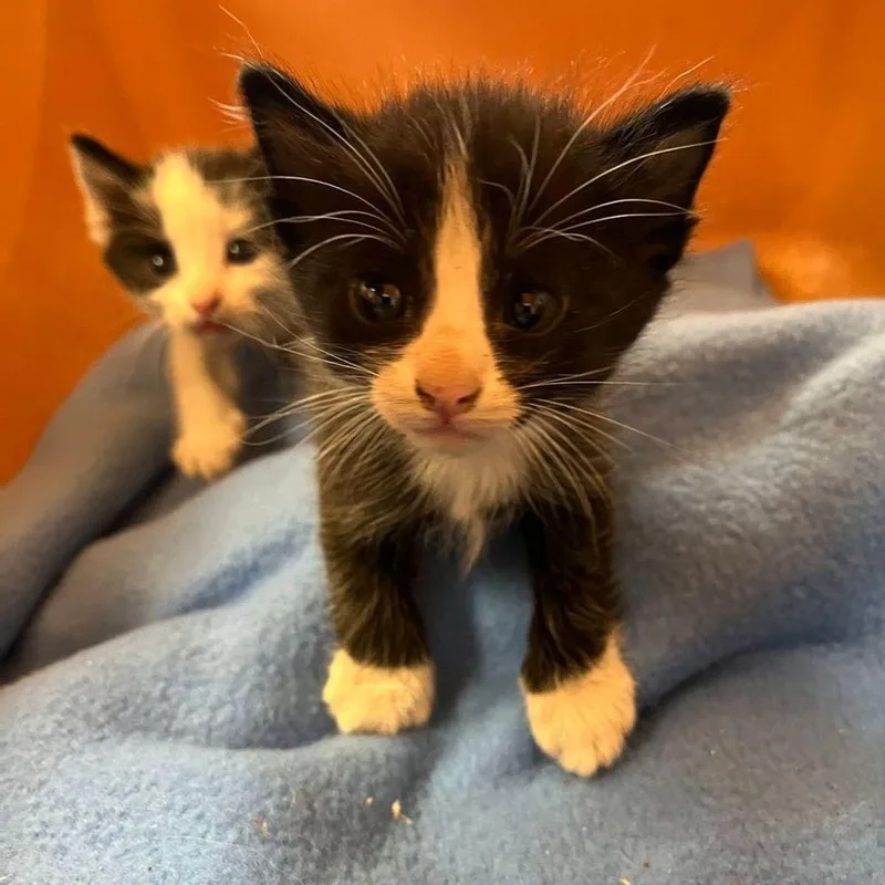 A young small-sized female Domestic Short Hair cat named Seashell for adoption in Kingman, AZ