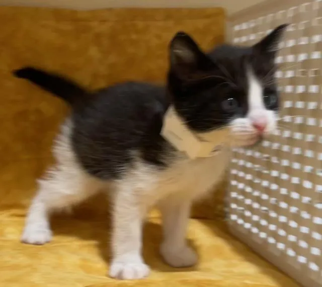 A young small-sized female Domestic Short Hair cat named Donut for adoption in Riverside, CA