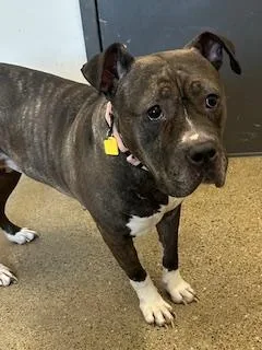 Daffodil thumbnail 2