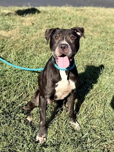 An adult large-sized female Terrier dog named Twinkle Toes for adoption in Olivette, MO