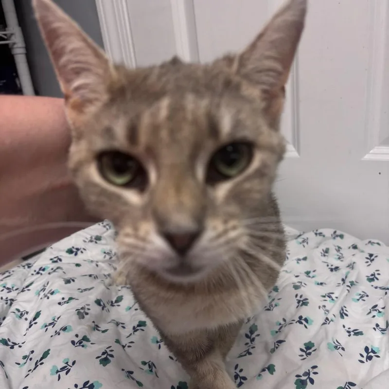 An adult small-sized female Gray / Blue / Silver Domestic Medium Hair cat named Bolina for adoption in Granville, OH
