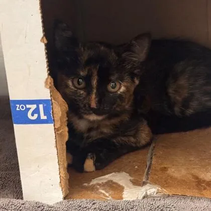 A young medium-sized female Domestic Short Hair cat named Tortilla for adoption in Kansas City, MO