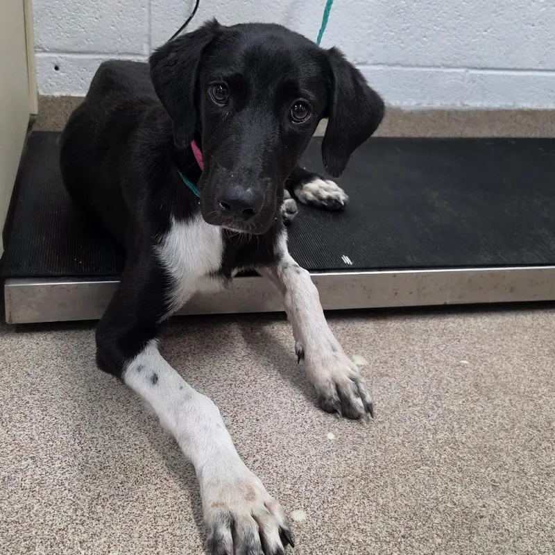 A young medium-sized female Black Mixed Breed dog named Gretchen for adoption in Ardmore, OK