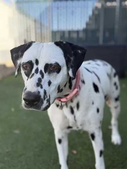 An adult large-sized female Black Dalmatian dog named Maisy for adoption in Sacramento, CA