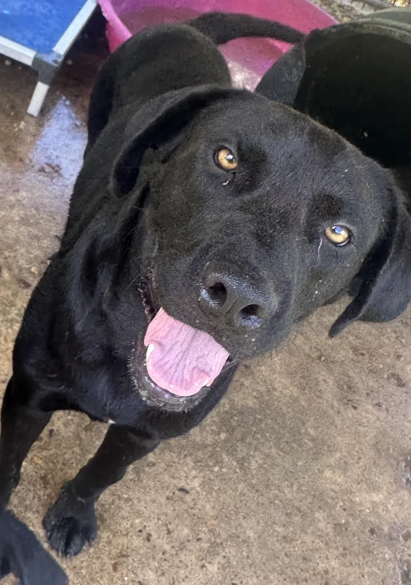 An adult medium-sized male Black Labrador Retriever dog named Happy for adoption in Bruce, MS