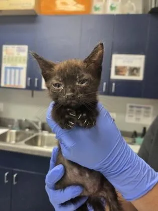 A young small-sized female Domestic Short Hair cat named B Eclipse for adoption in North Charleston, SC