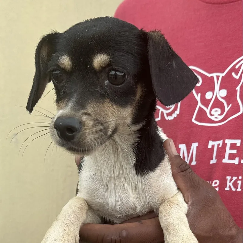 A baby small-sized female Tricolor (Brown, Black, & White) Rat Terrier dog named Martha  Local April for adoption in Brookshire, TX