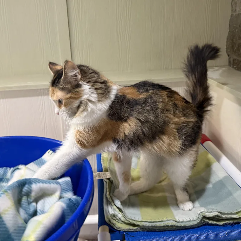 A young medium-sized female Calico Domestic Long Hair cat named Cee Cee for adoption in Latrobe, PA