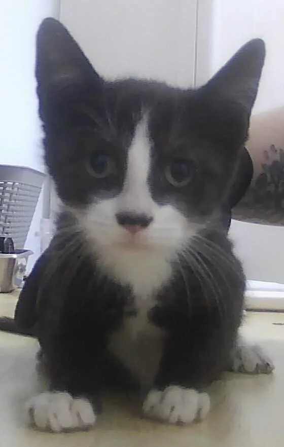 A baby small-sized male Black & White / Tuxedo Domestic Short Hair cat named Bluebird for adoption in Anoka, MN