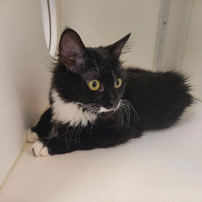 An adult medium-sized female Black & White / Tuxedo Domestic Long Hair cat named Frida for adoption in Carneys Point, NJ