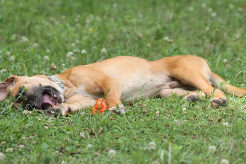 A baby large-sized male Black Mouth Cur dog named Boone for adoption in Chesapeake, VA