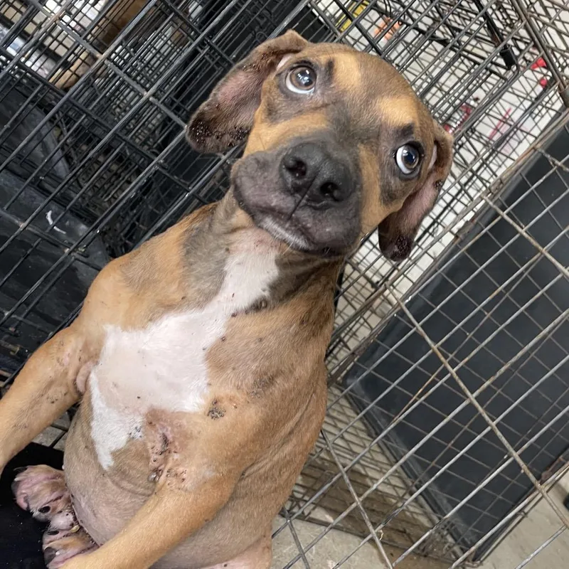 A baby medium-sized male Brown / Chocolate Shepherd dog named Caldo for adoption in Edinburg, TX