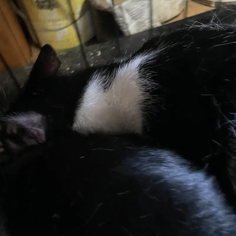 Lil Marb thumbnail 2