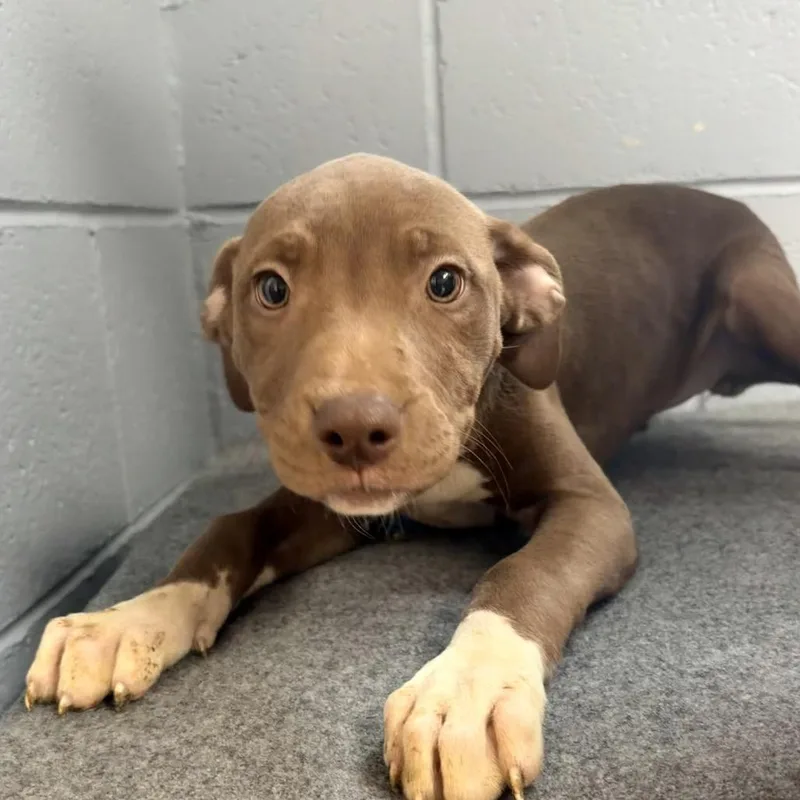 A baby small-sized female Brown / Chocolate Pit Bull Terrier dog named Angela for adoption in Belleville, IL