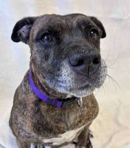 A senior large-sized female Brindle Boxer dog named Bella for adoption in Buffalo, MN
