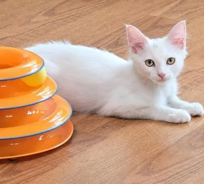 A baby small-sized female Domestic Long Hair cat named Hashbrown for adoption in Burlington, WI