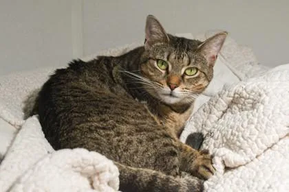 An adult medium-sized female Domestic Short Hair cat named Sage for adoption in Ringoes, NJ