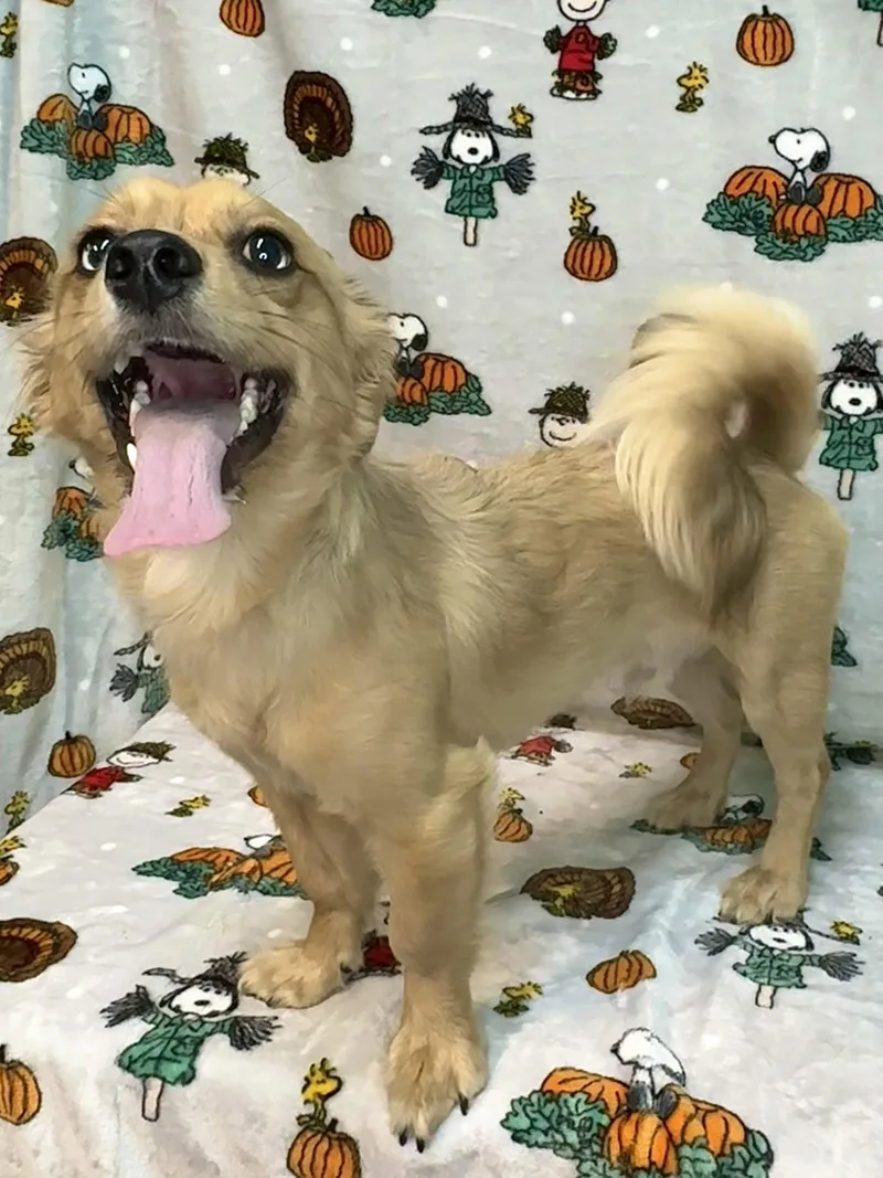 An adult small-sized male Pomeranian dog named Heinz for adoption in Wetumpka, AL