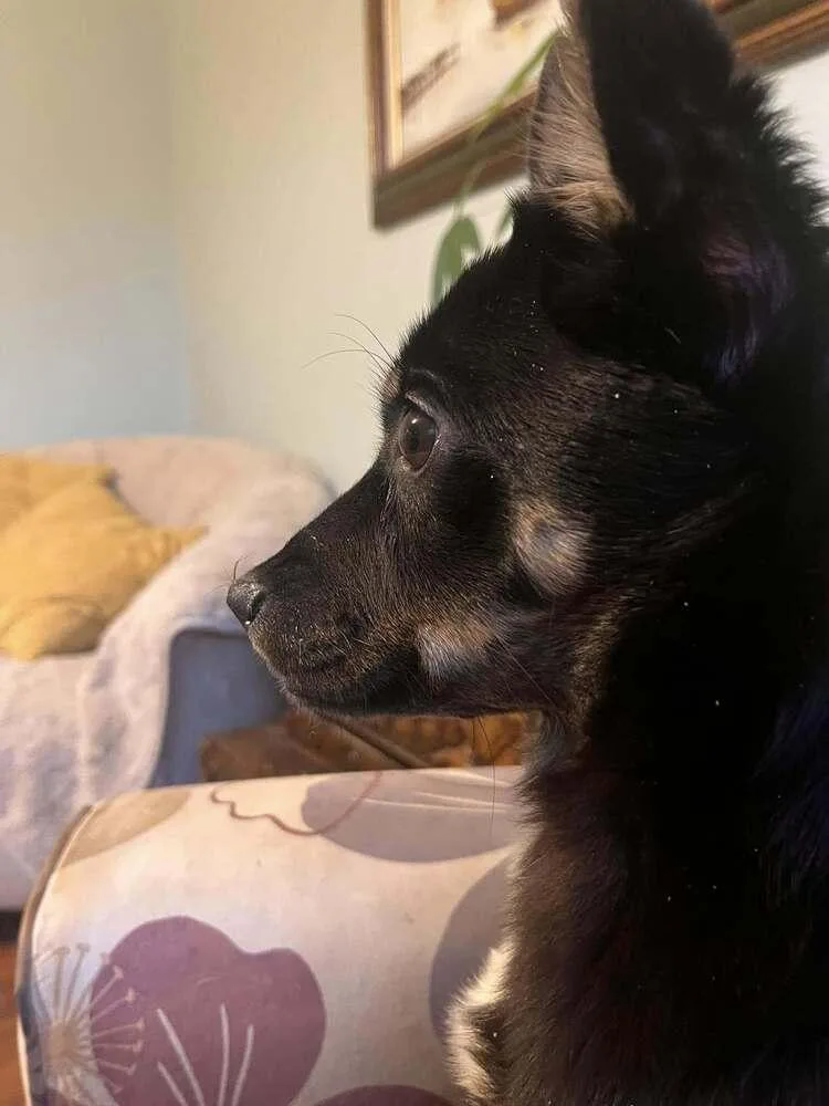 An adult small-sized female Brown / Chocolate Mixed Breed dog named Lynne for adoption in Acworth, GA