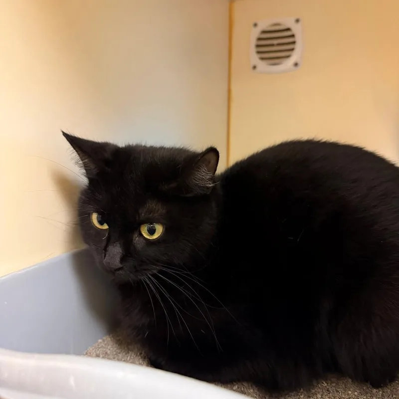 A young medium-sized female Black Domestic Short Hair cat named Muffins for adoption in Norman, OK