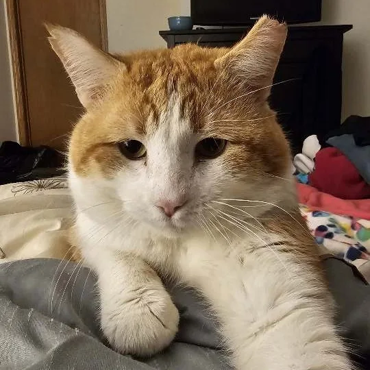 An adult medium-sized male Orange & White Tabby cat named Bobby for adoption in Farmington, MN