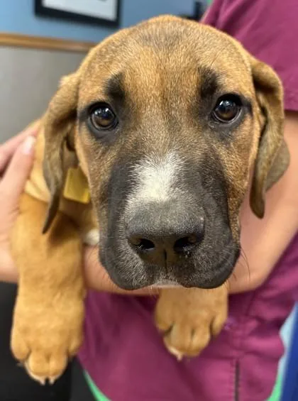 A baby extra large-sized male Brown / Chocolate Mixed Breed dog named Spark Plug for adoption in Stanwood, WA