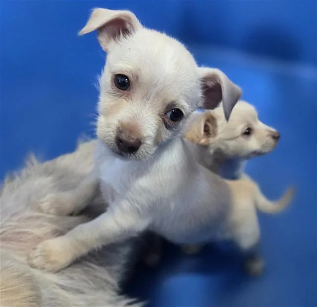 A baby small-sized female Mixed Breed dog named Rosario for adoption in Dallas, TX