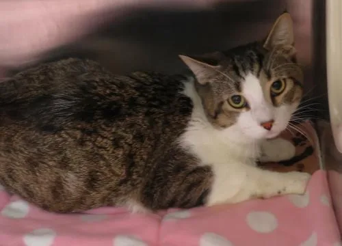 An adult medium-sized male Domestic Short Hair cat named Everett for adoption in Thief River Falls, MN