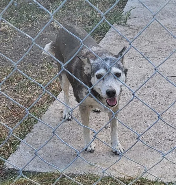 An adult medium-sized female Husky dog named Ivory for adoption in San Antonio, TX