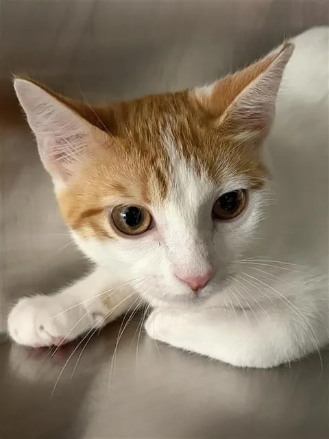 A baby small-sized female Domestic Short Hair cat named Eleanor for adoption in Houston, TX