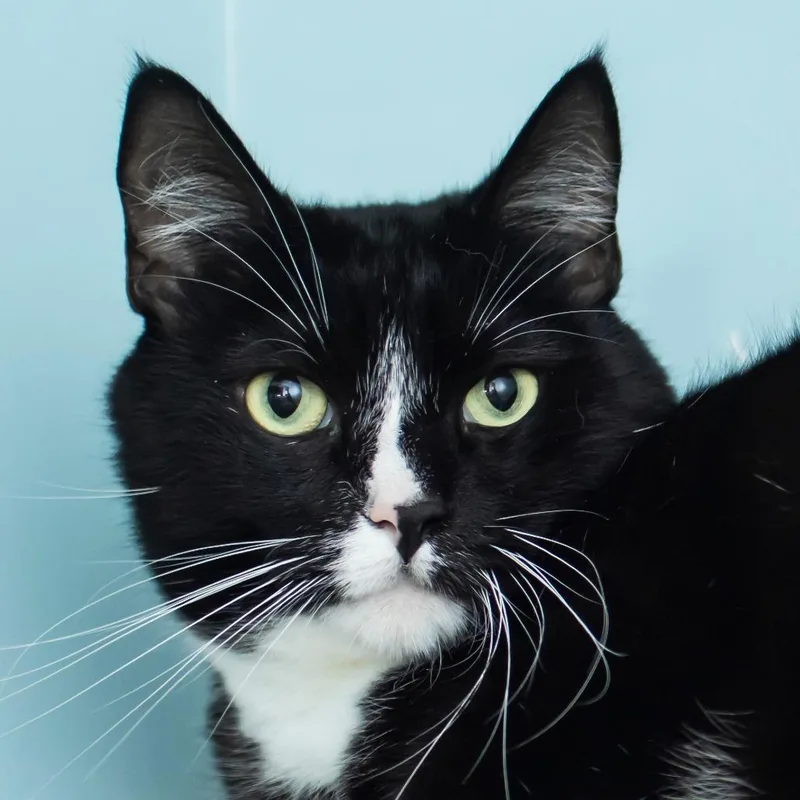 An adult large-sized male Black Domestic Short Hair cat named Killowwatt for adoption in Middletown, RI