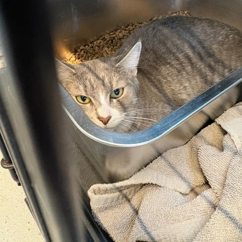A young medium-sized female Gray / Blue / Silver Domestic Short Hair cat named Cassidy for adoption in Huntington, WV