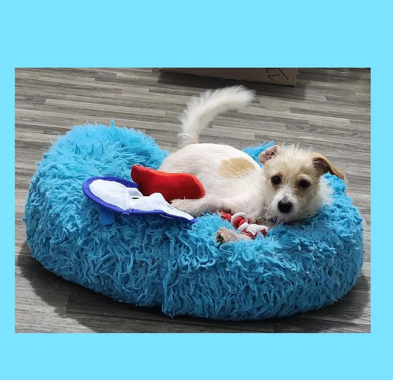 Tater Tot thumbnail 2