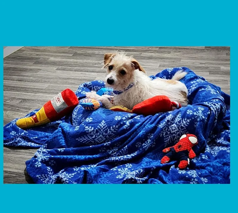 Tater Tot thumbnail 3